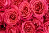 Ein rosa Teppich von Rosen