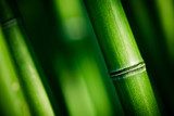 Solide Grüne-Grundlage - Bambus 