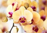 Schöne gelbe Orchidee