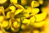 Blumen in einem strahlenden Gelb